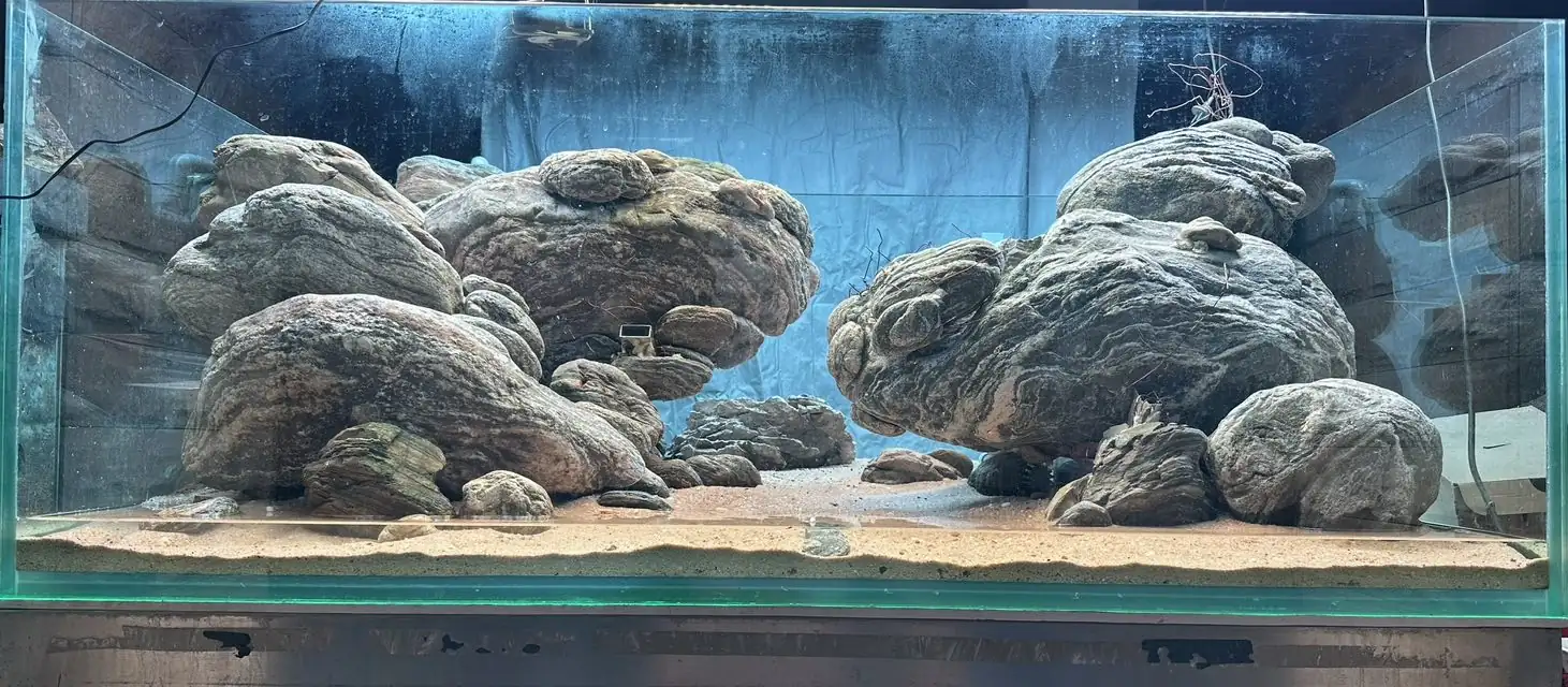 Aquascaping steps - Connecting - IAPLC 2025 Honor Prize - Long Tran Hoang / Vietnam